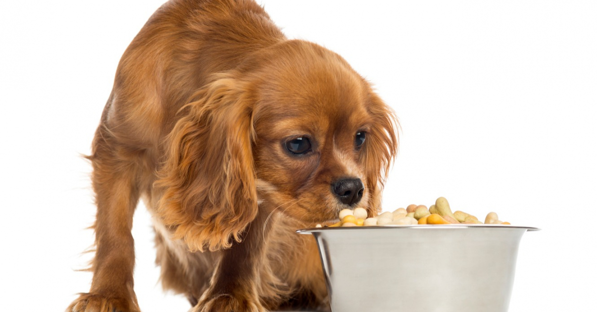 Comment bien choisir les croquettes pour son Cavalier King Charles