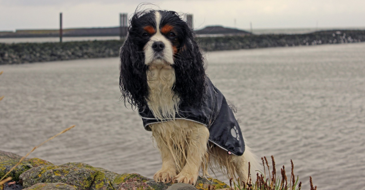 Manteau pour chien cavalier king charles outlet