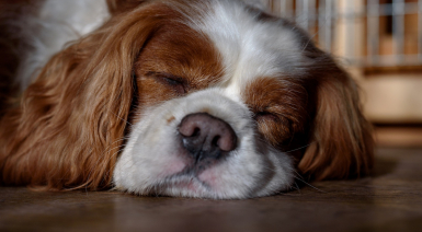 Mon Cavalier King Charles ronfle. Que faire ?