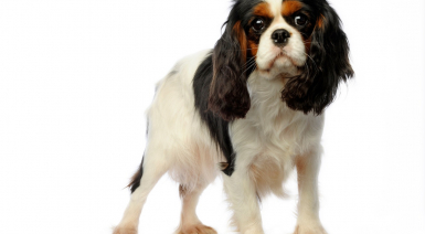 Cavalier King Charles tricolore