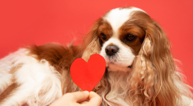 Le souffle au cœur chez le Cavalier King Charles