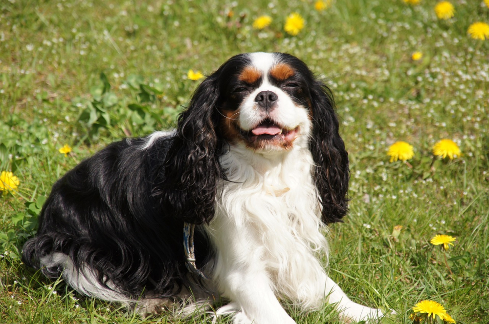 Cavalier King Charles Tricolore Caract ristiques Et Photos